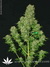 Serious Seeds / White Russian fem - семена конопли от Serious Seeds