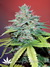 Serious Seeds / White Russian fem - семена конопли от Serious Seeds