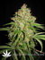 Serious Seeds / White Russian fem - семена конопли от Serious Seeds