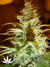 Serious Seeds / White Russian fem - семена конопли от Serious Seeds