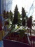 White Russian Auto - регулярные автоцветущие семена конопли от российского сидбанка Negoro Garden
