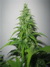 White Russian Auto - регулярные автоцветущие семена конопли от российского сидбанка Negoro Garden