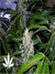 White Widow - семена конопли от Dutch Passion