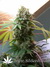 White Widow - семена конопли от Dutch Passion