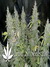 White Widow - семена конопли от Dutch Passion
