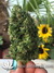 White Widow - семена конопли от Dutch Passion