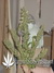 White Widow fem - семена конопли от Green House Seeds