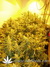White Widow fem - семена конопли от Green House Seeds