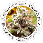 Банк семян конопли ADVANCED SEEDS