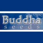Банк семян конопли BUDDHA SEEDS